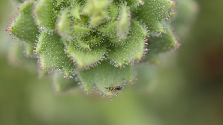 'Darwin’s hypothesis provided an important inspiration': Scientists bolster 150-year-old Darwinian theory with a carnivorous plant in China