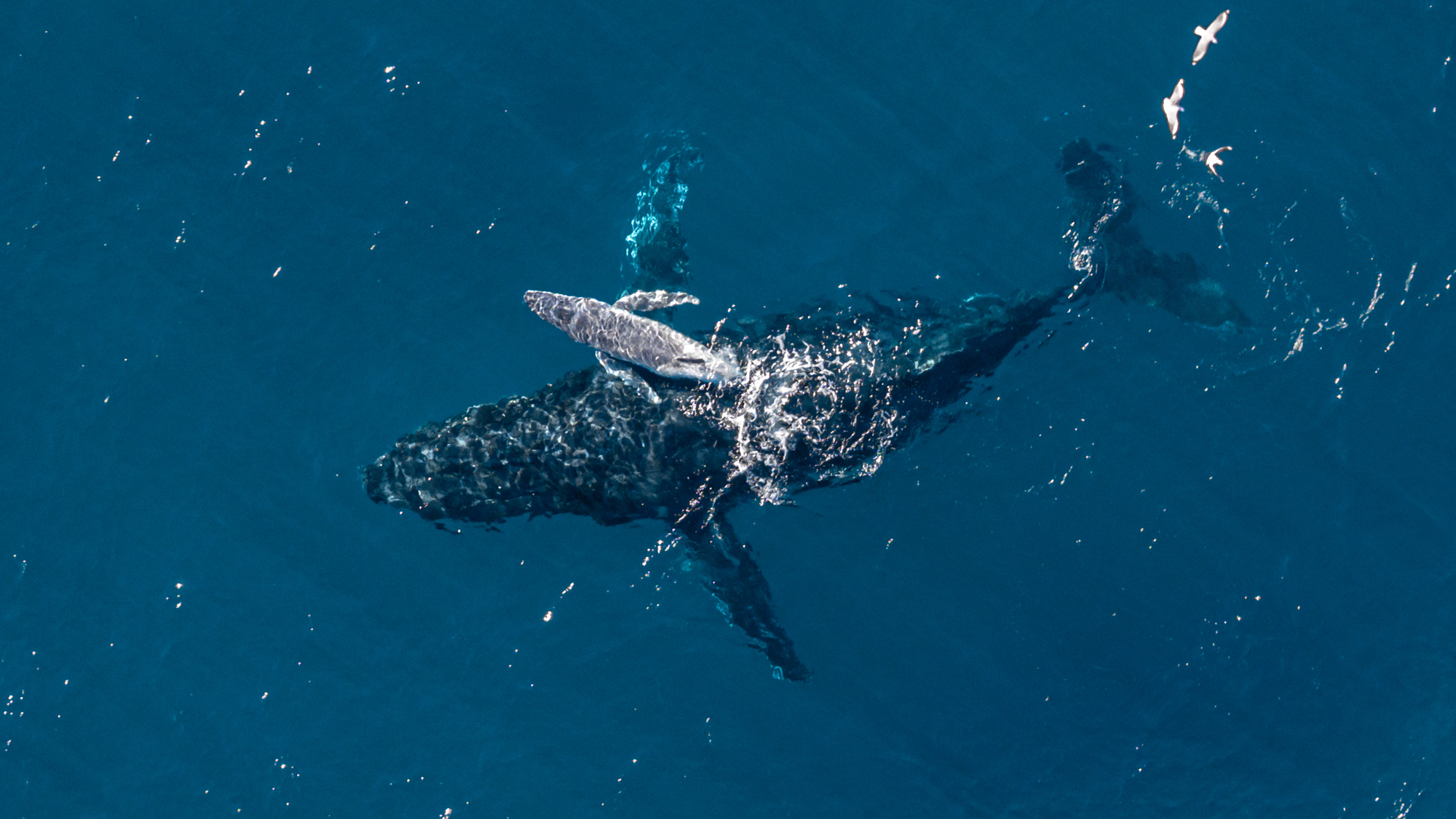 'It's incredibly rare to see a moment like this in the ocean': Camera drone captures moment humpback whale gives birth off Australian coast