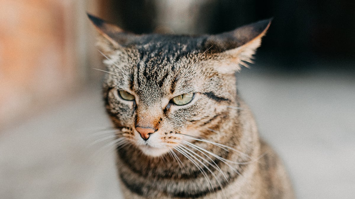 We're Not Taking Harmful Cat Behaviors on The Internet Seriously Enough, Researchers Warn
