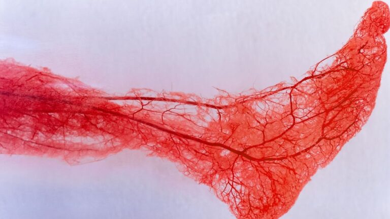 Your Body Has a 'Second Heart', And It's Crucial You Keep It Pumping