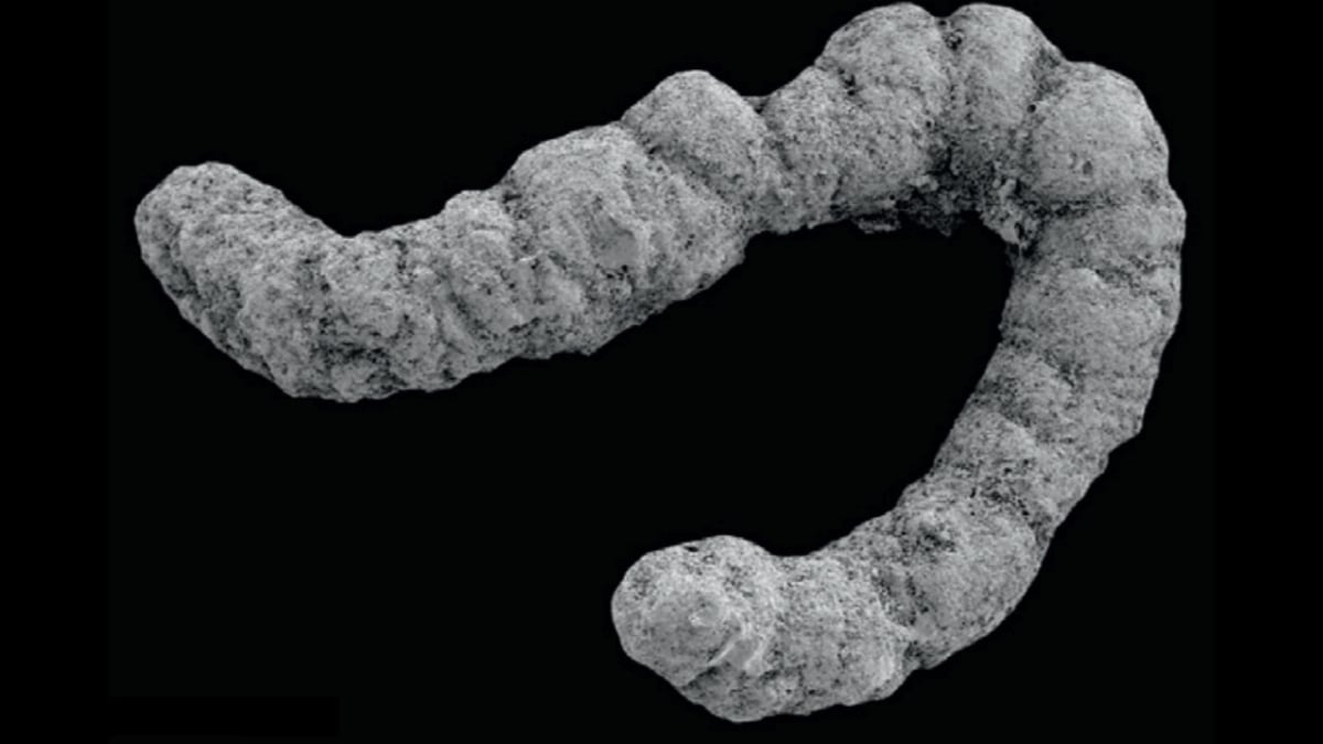 An Ancient Poop Explosion Could Have Helped Complex Life Evolve