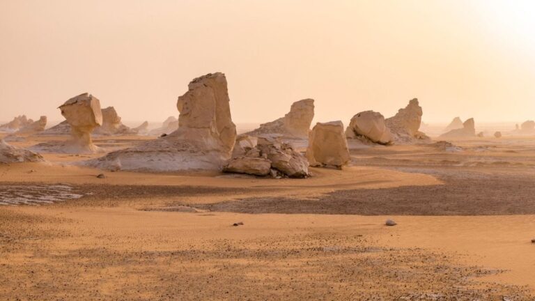 An Ancient Shark Graveyard Has Been Found in The Egyptian Desert