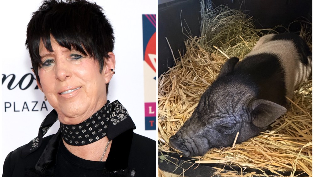 Diane Warren Adopts West Hollywood’s Runaway Pig: ‘Welcome Wilbur!’