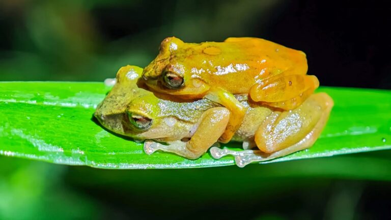 'Brand New' Frog Species Has Been Hiding in Plain Sight For Years, And It's Adorable