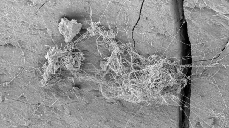 Ecosystems of Rock-Eating Fungus And Tardigrades Found Thriving Deep Within a Gas Shale