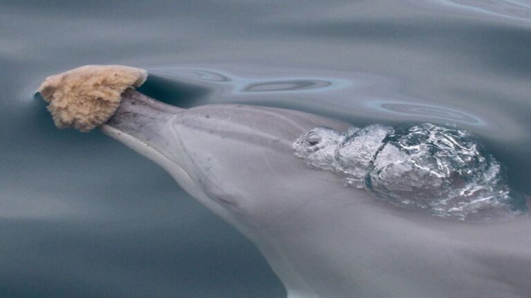 Sponge Foraging in Dolphins Does Something Unique to Their Genes