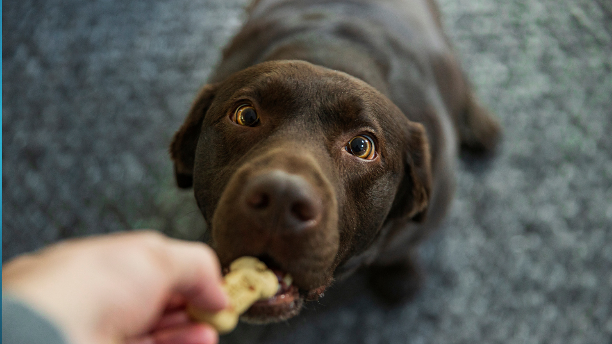 Forget The 7-Year Rule – Scientists Found a Better Way to Calculate a Dog's Age