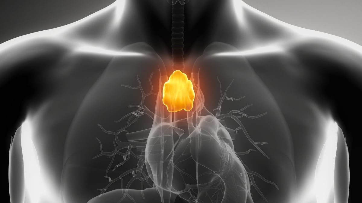 This Tiny Organ Plays a Far More Profound Role in Human Longevity Than We Realized, Study Finds