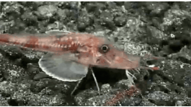 Scientists Filmed an Alien-Looking Fish Moonwalking Across The Seafloor
