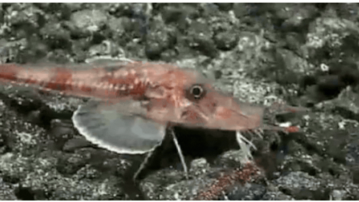 Scientists Filmed an Alien-Looking Fish Moonwalking Across The Seafloor