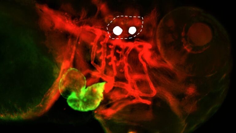 Scientists Wiggled a Fish's Earbones With Light – And Changed Its Heartbeat