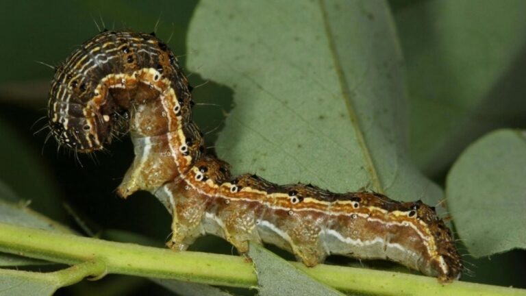 Gut Fungi From a Common Pest Can Chew Holes in Styrofoam