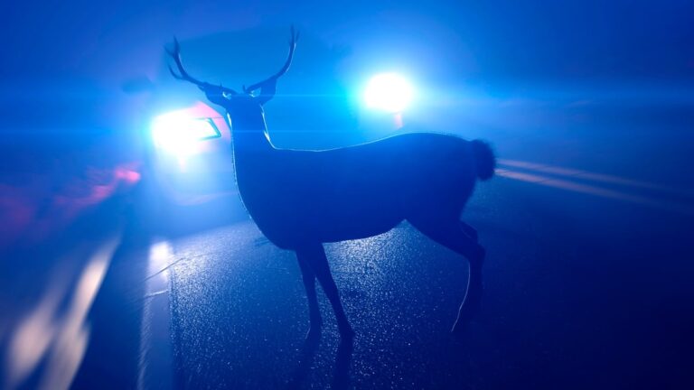 A Man Crashed His Car Into a Deer. Then He Mysteriously Became Sick.