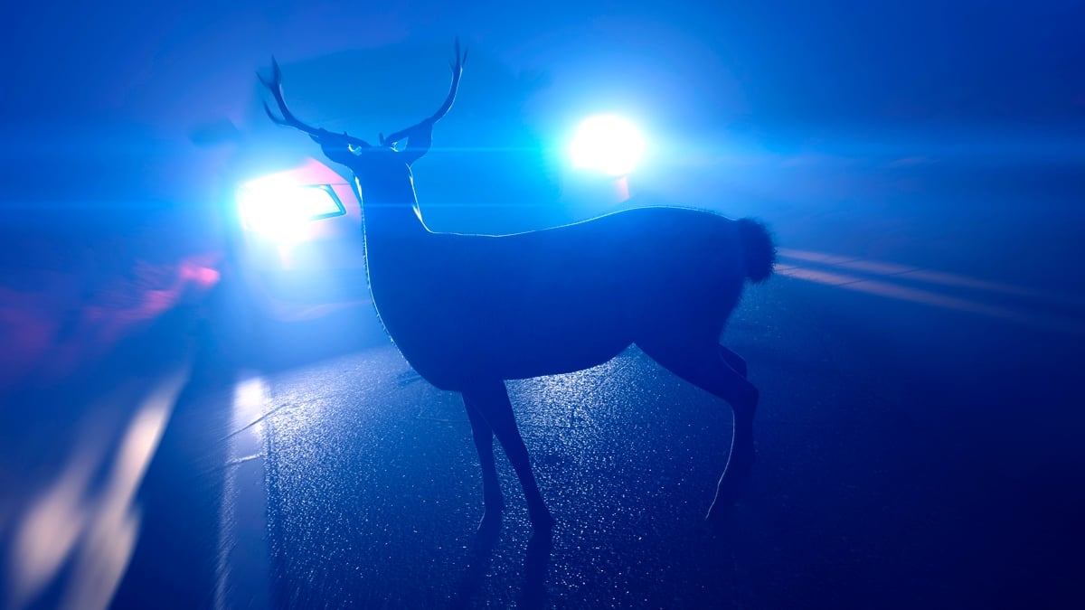 A Man Crashed His Car Into a Deer. Then He Mysteriously Became Sick.
