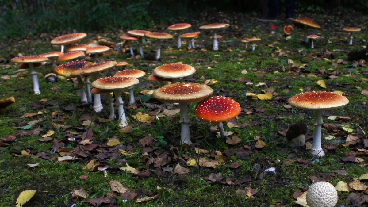 We May Finally Know Why Mysterious Mushroom Fairy Rings Grow in Circles