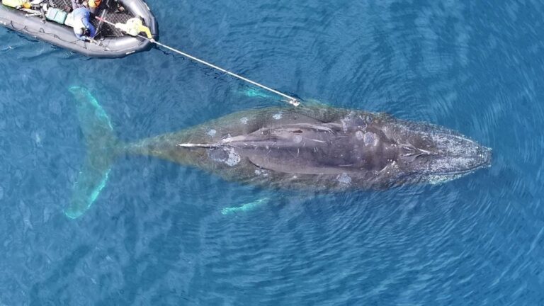 Scientists Are Starting To Understand The 'Largest Biomechanical Event on Earth': Whales Hunting For Food on a Single Breath