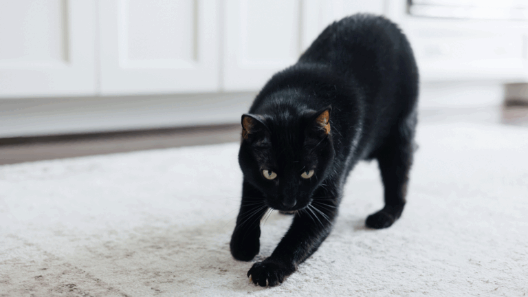 Secret 'messages' in cat pee let felines identify each other — and scientists just cracked the code