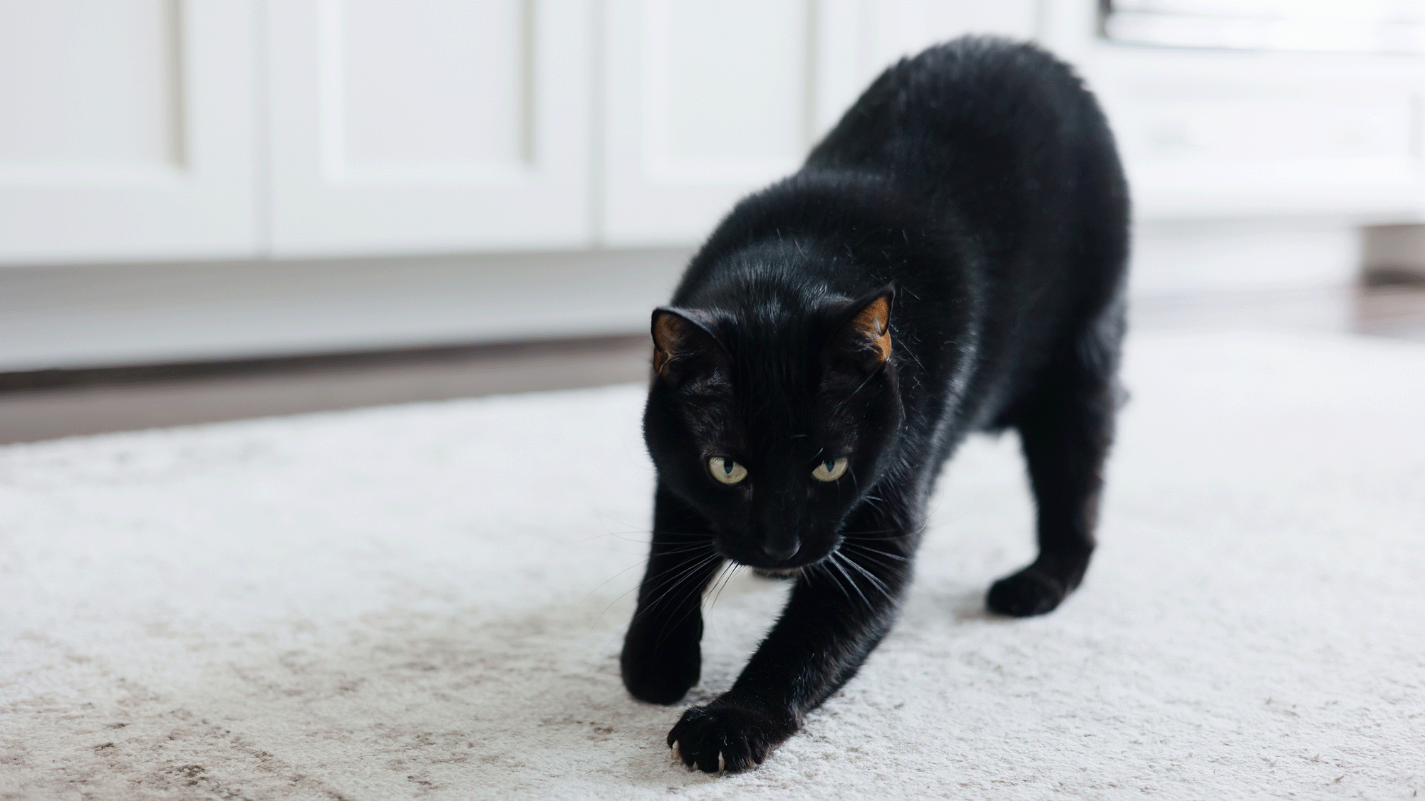 Secret 'messages' in cat pee let felines identify each other — and scientists just cracked the code