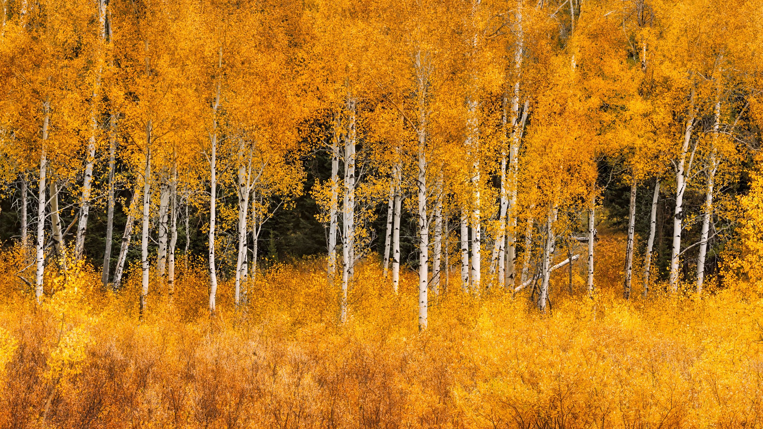 Aspen trees provide a natural buffer against wildfires, even as fire season intensifies, study shows