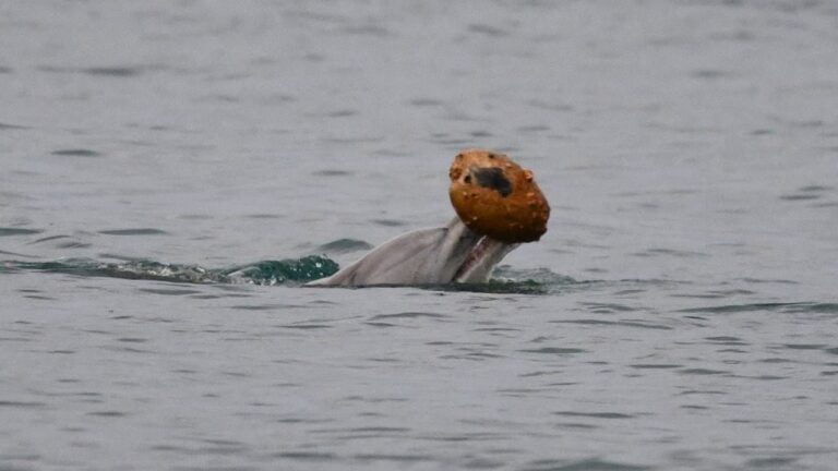 Dolphins Filmed Hunting With Shells – And Possibly Passing The Skill to Their Offspring