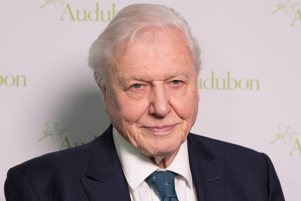 Stream the entire BBC iPlayer Attenborough collection anywhere with this top-rated VPN deal
