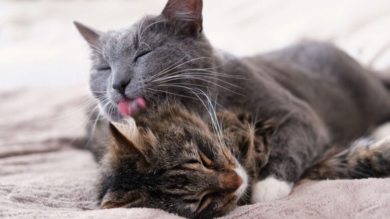 Why do cats lick each other?