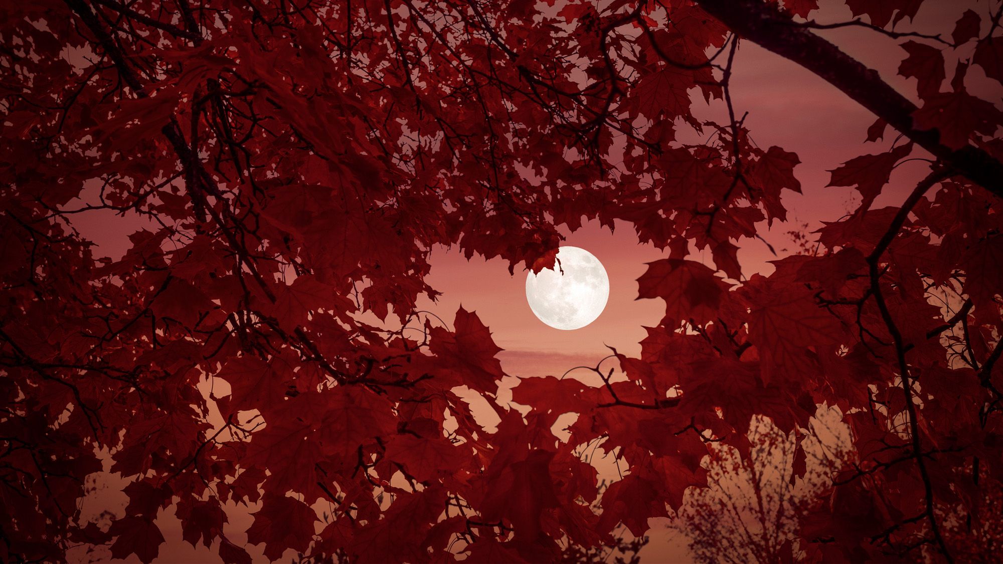 Fall stargazing 2026: The best skywatching sights in autumn (and how to see them)