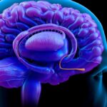 Scientists Identify a Nose-to-Brain Circuit That Links Anxiety And Breathing