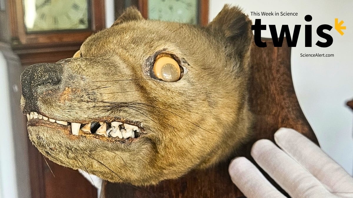 This Week in Science: Faux Fox Head, Strange Saturn Structure, And More!