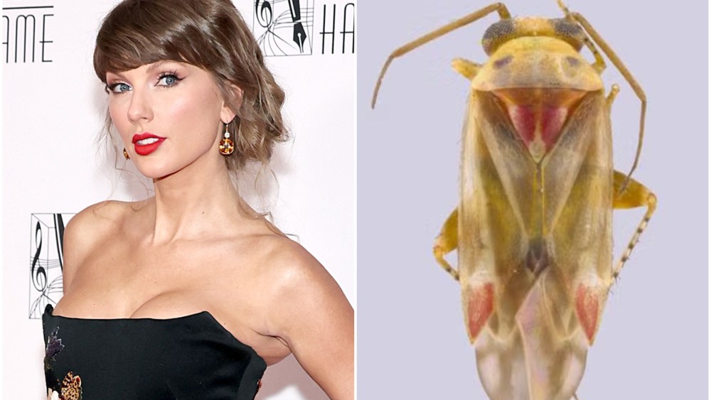 Newly Discovered Plant-Eating Insects Named After Taylor Swift