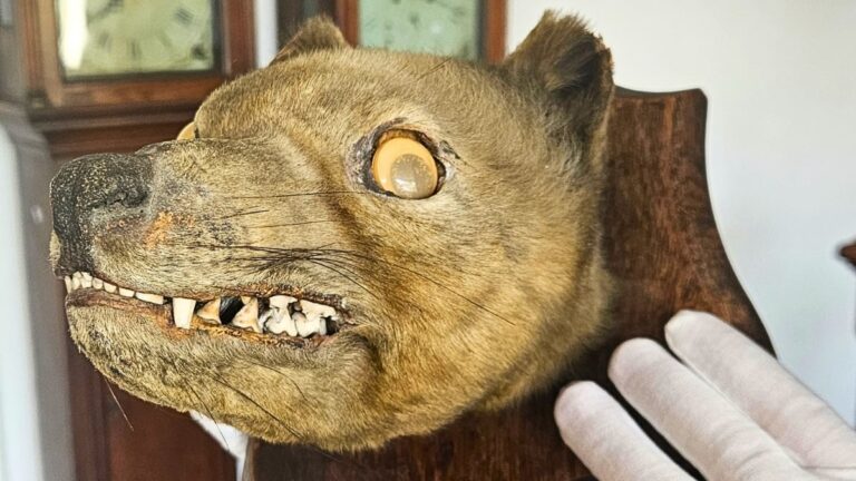 Antique 'Fox Head' Bought at Auction Wasn't a Fox at All. It Was a Long-Extinct Species.