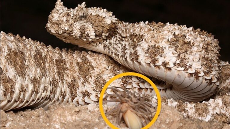 Mysterious Viper With a 'Spider' For a Tail Reveals Another Surprise