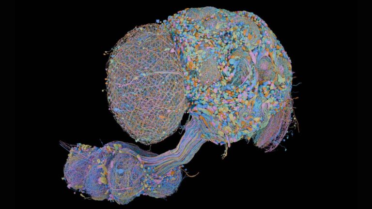 New map of a male fly central nervous system includes all 166,000 neurons — and enables direct comparisons to female fly brain