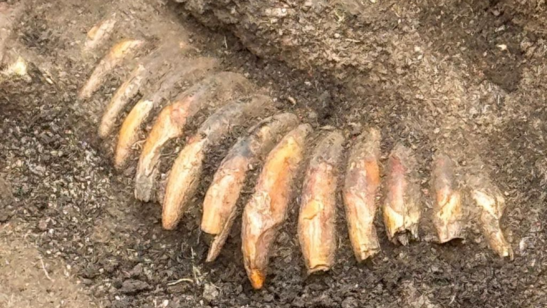 Excavation in Poland reveals Stone Age man buried with decapitated heads and a tooth necklace