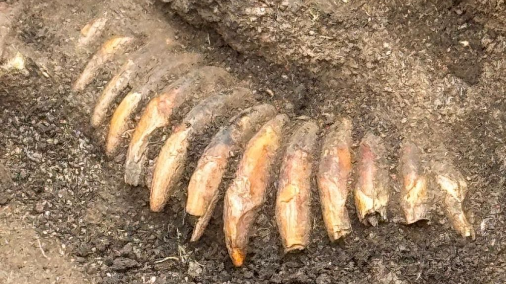Excavation in Poland reveals Stone Age man buried with decapitated heads and a tooth necklace