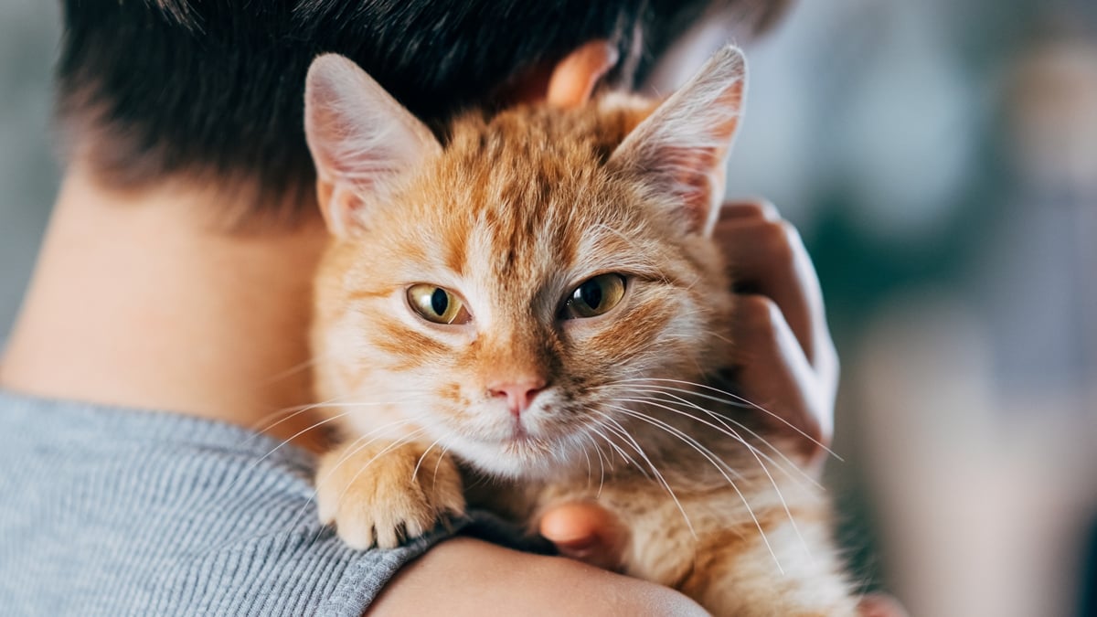 Only Cats Are Linked to Worse Mental Health in Young Kids, Study Finds