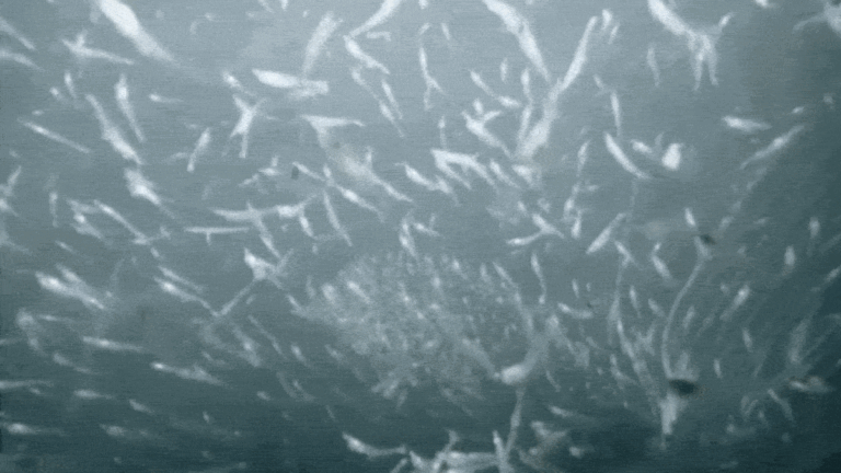Mesmerizing Video Reveals a Rare Ocean Ecosystem at The Edge of a Greenland Glacier