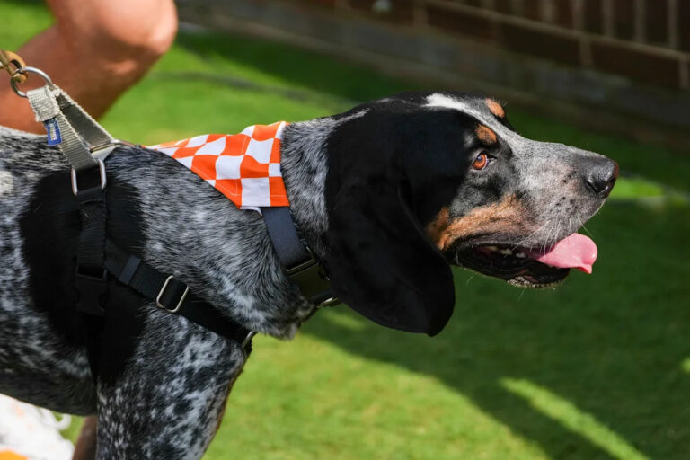 Tennessee football has a new top dog. See the Neyland debut of Smokey XII!