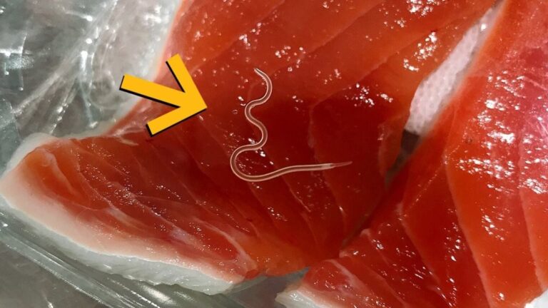 Scientists Find Parasites in Almost Every Fish From a Recent Tuna Haul – 96% Were Infected