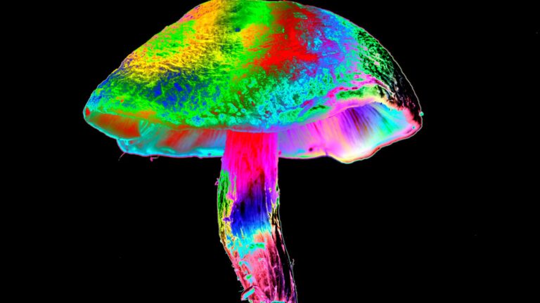 Psilocybin may protect against a common, debilitating side effect of chemotherapy, early study finds